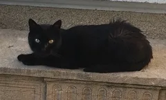 Chat perdu Européen