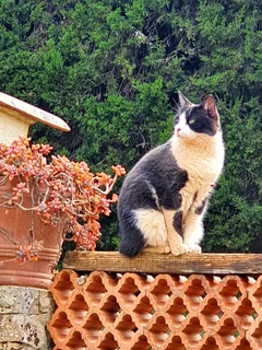 Chat perdu Sans race particulière