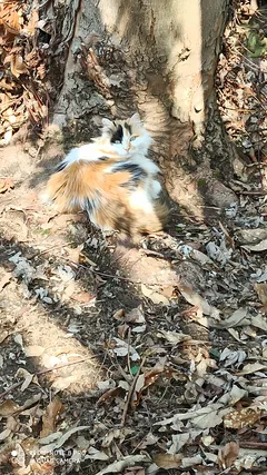Chat perdu Européen