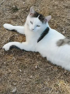Chat perdu Européen