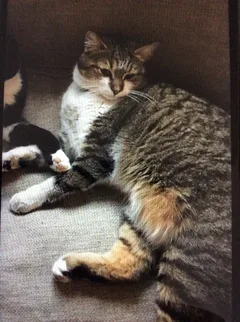 Chat perdu Européen