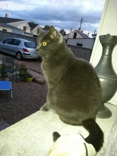 Chat perdu Chartreux