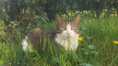 Chat perdu Européen