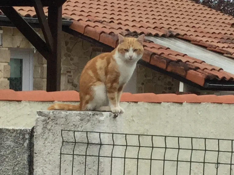 Chat trouvé