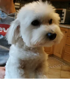 Chien perdu Coton de Tulear