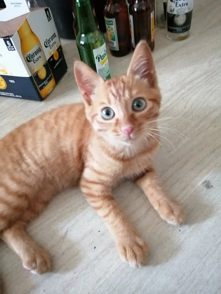 Chat trouvé