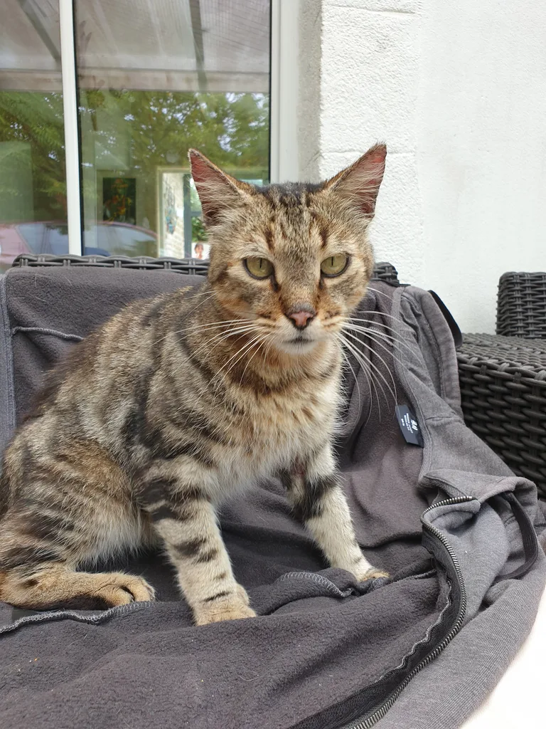 Chat trouvé
