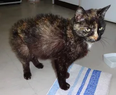 Chat trouvé Européen