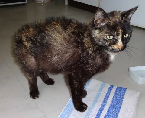 Chat trouvé