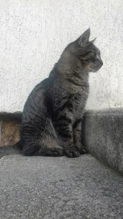 Chat perdu Chat Tigre