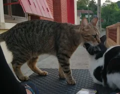Chat perdu Européen