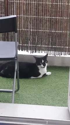 Chat perdu Européen