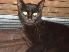 Chat trouvé Européen