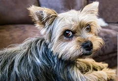 Chien perdu Yorkshire Terrier