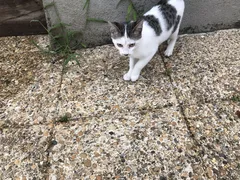 Chat trouvé Chat Sauvage d'Europe