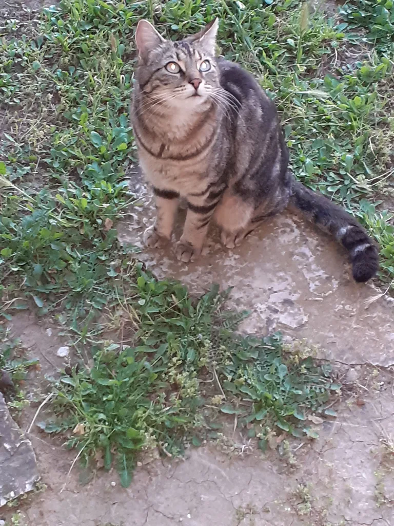 Chat trouvé