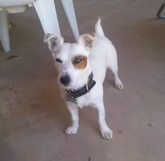 Chien perdu Jack-Russell-Terrier