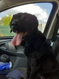 Chien trouvé Labrador-Retriever