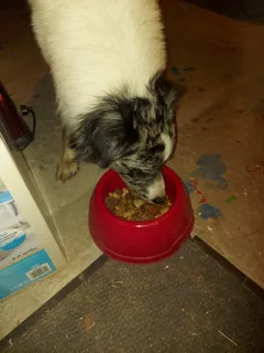 Chien trouvé Berger Australien