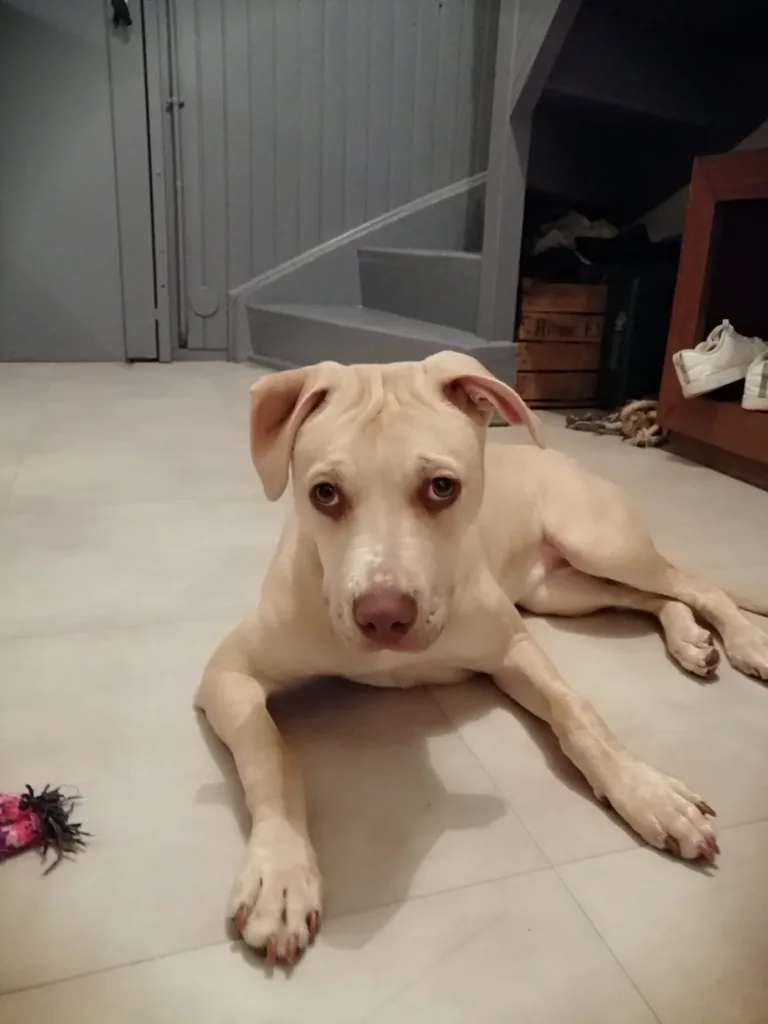 Nala