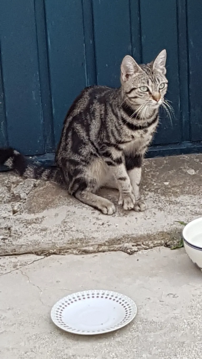 Chat trouvé