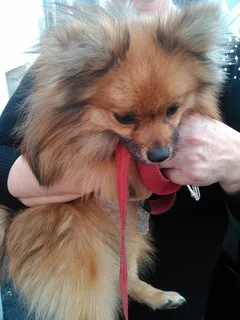 Chien trouvé Spitz Français