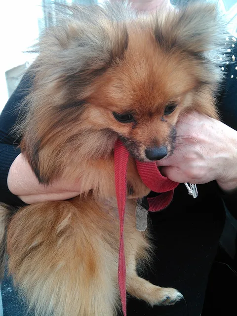 Chien trouvé