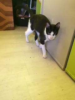 Chat trouvé Européen