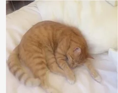 Chat perdu Européen