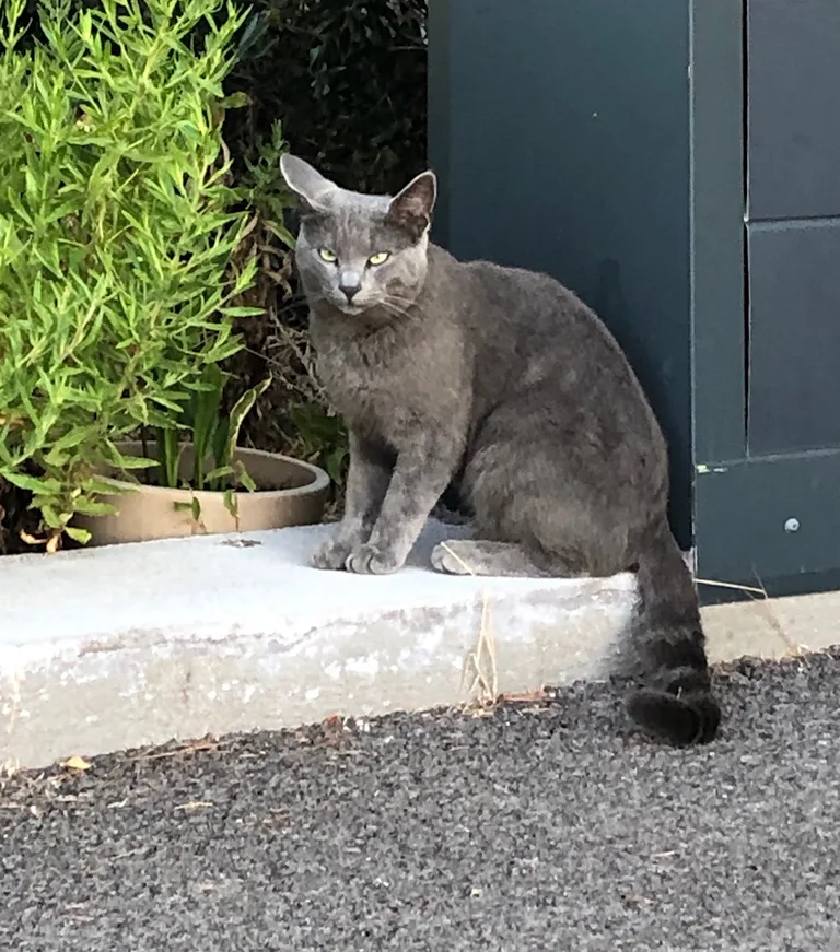 Chat trouvé