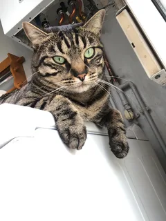 Chat perdu Européen
