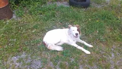 Chien perdu Border Collie