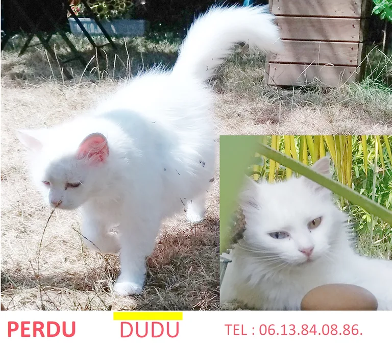 DUDU