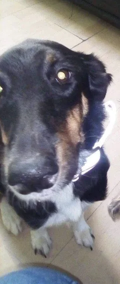 Chien perdu Beauceron