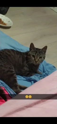 Chat trouvé Chat Tigre
