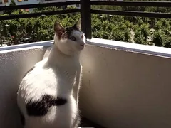 Chat perdu Européen