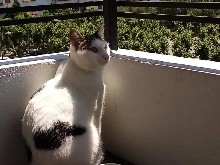 PACO