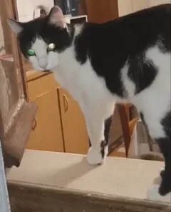 Chat trouvé Européen
