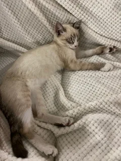 Chat trouvé Siamois