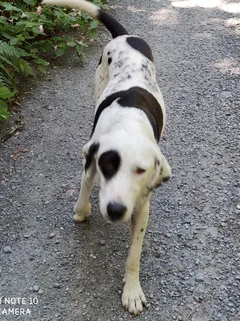 Chien trouvé Dalmatien