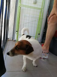 Chien trouvé Jack-Russell-Terrier