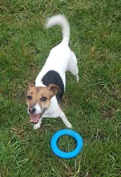 Chien perdu Jack-Russell-Terrier