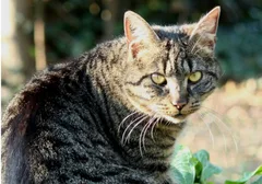 Chat perdu : Croisé (Altair)