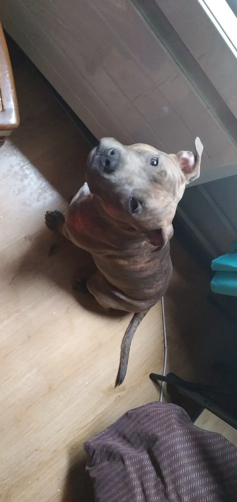 Païko