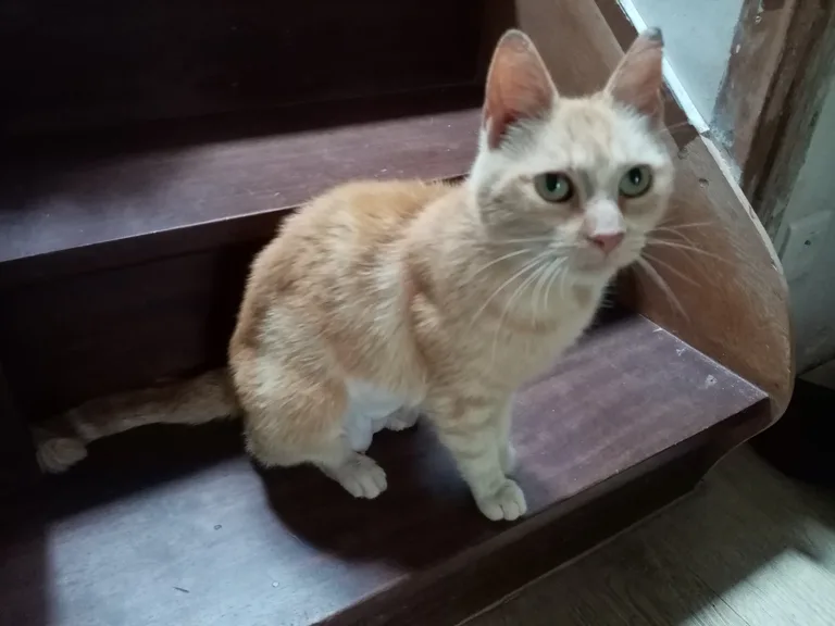Chat trouvé