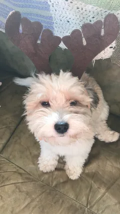 Chien perdu Lhassa Apso