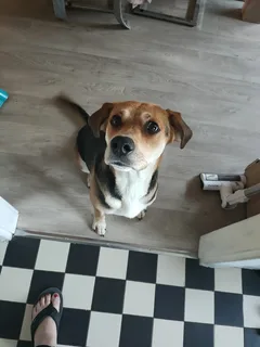 Chien perdu Beagle