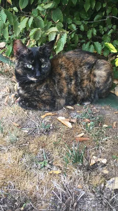 Chat perdu Européen