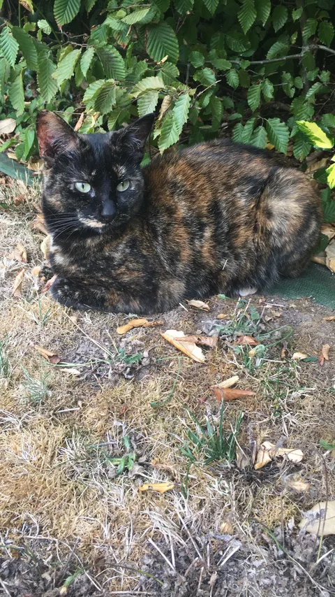 NOKS