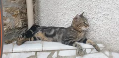 Chat perdu Européen